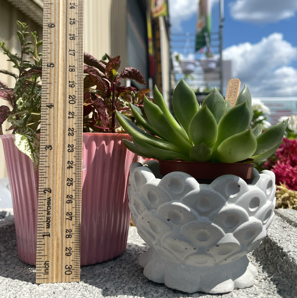 Pineapple Succulent Planter