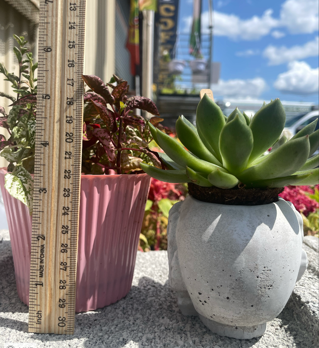 Skull Succulent Planter