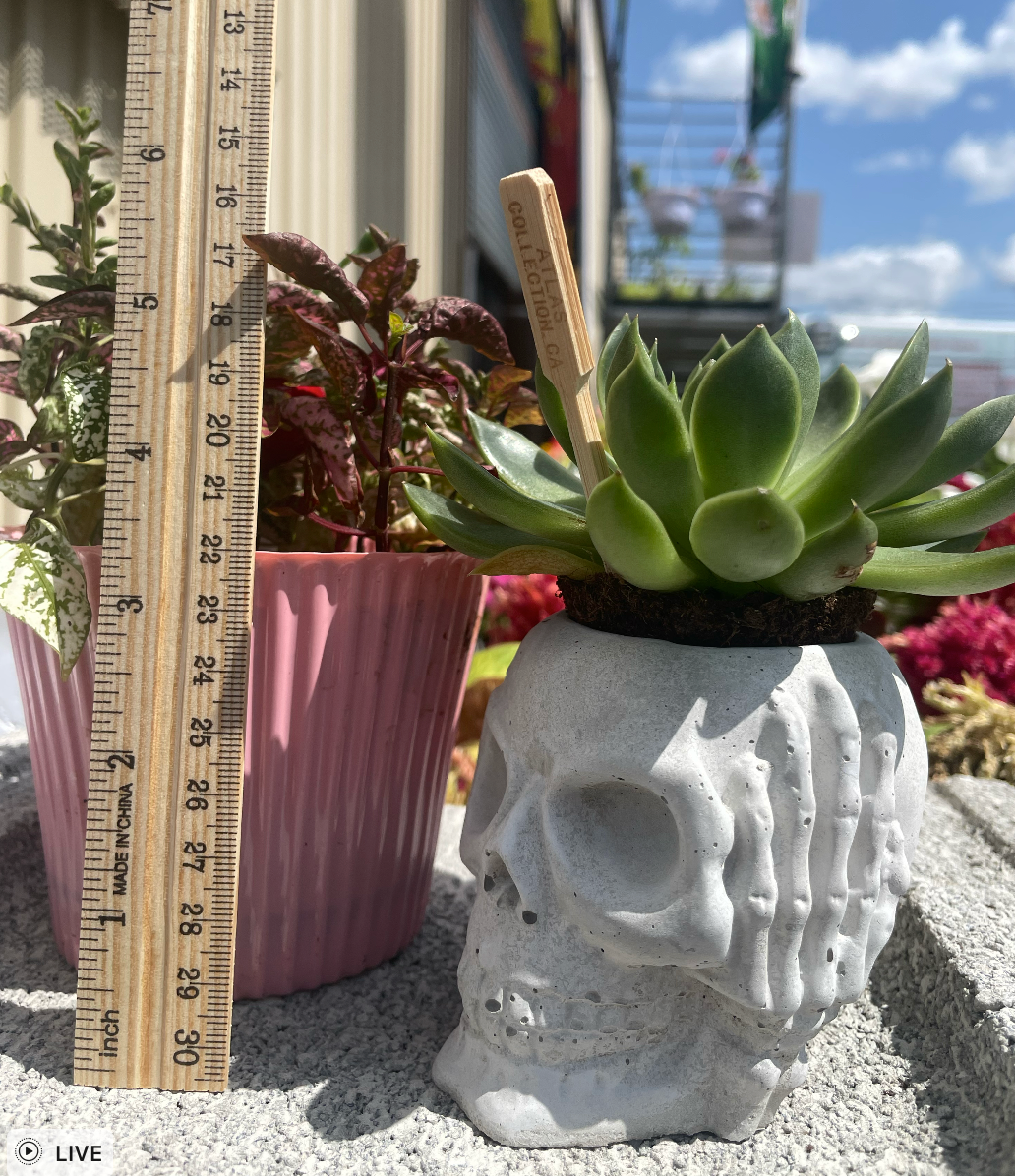 Skull Succulent Planter