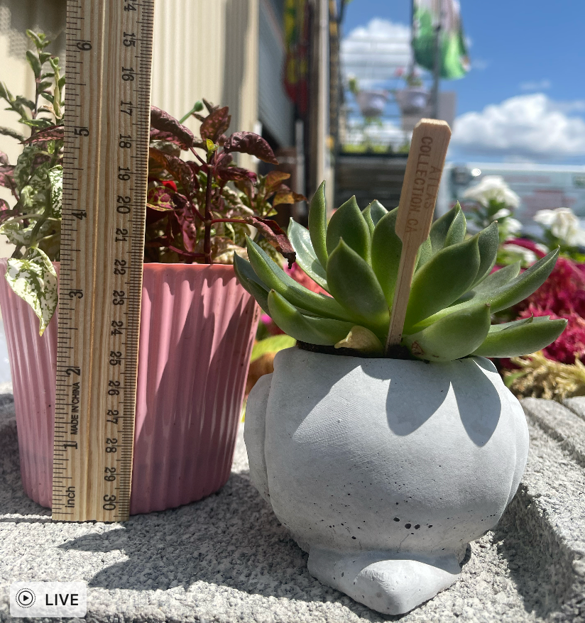 Snail Succulent Planter