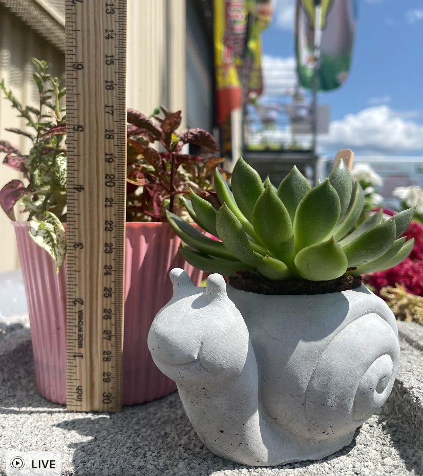 Snail Succulent Planter