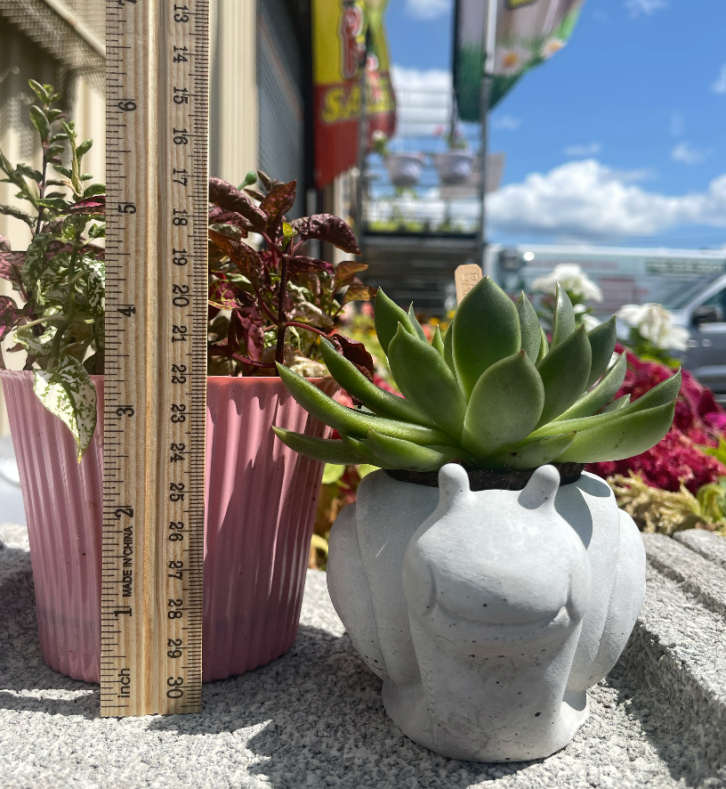 Snail Succulent Planter