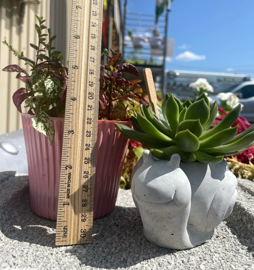 Snail Succulent Planter