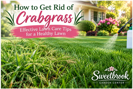How to Get Rid of Crabgrass: Effective Lawn Care Tips for a Healthy Lawn