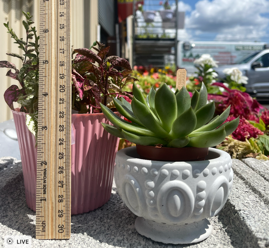 Jewel Succulent Planter