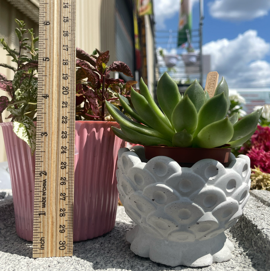 Pineapple Succulent Planter