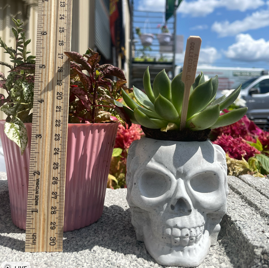 Skull Succulent Planter