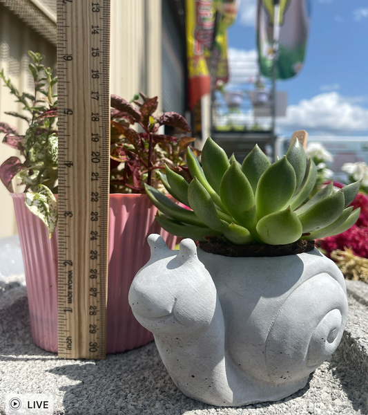 Snail Succulent Planter